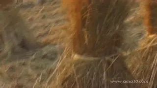 아마텐 에로영화 무삭제 긴급 입수본 1